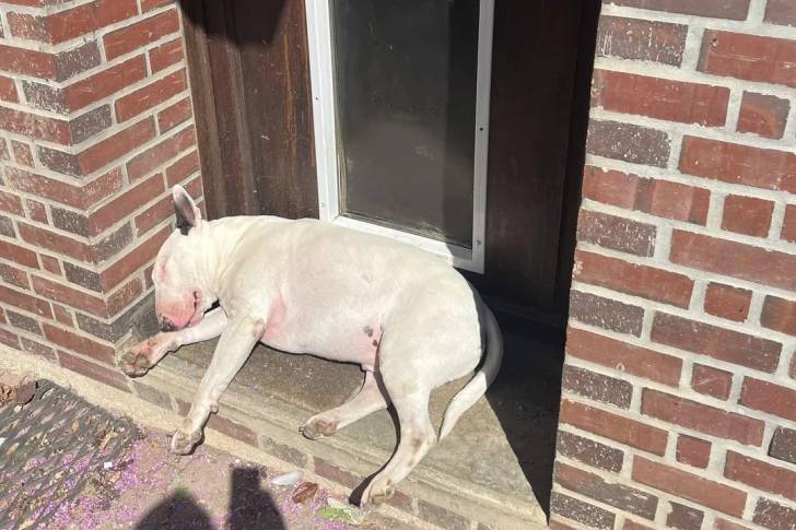 Un English Bulldog Terrier allongé devant une porte et semblant détendu 