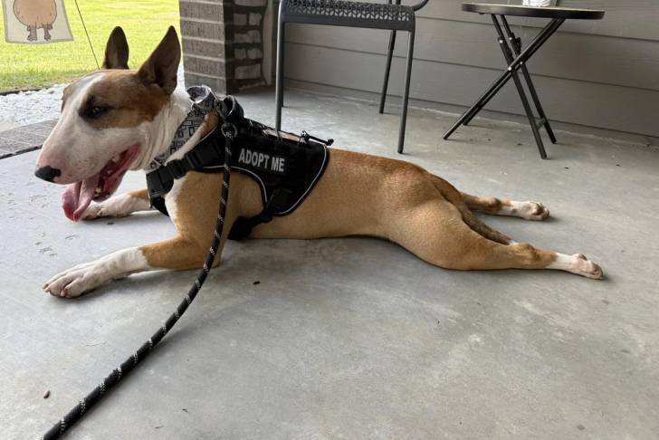 Un English Bulldog Terrier allongé sur une surface bétonnée et qui est tenu en laisse