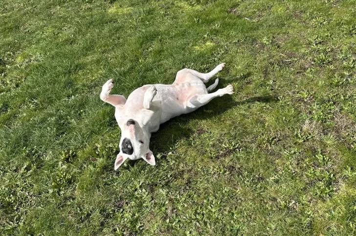 Un English Bulldog Terrier allongé sur un terrain herbeux 