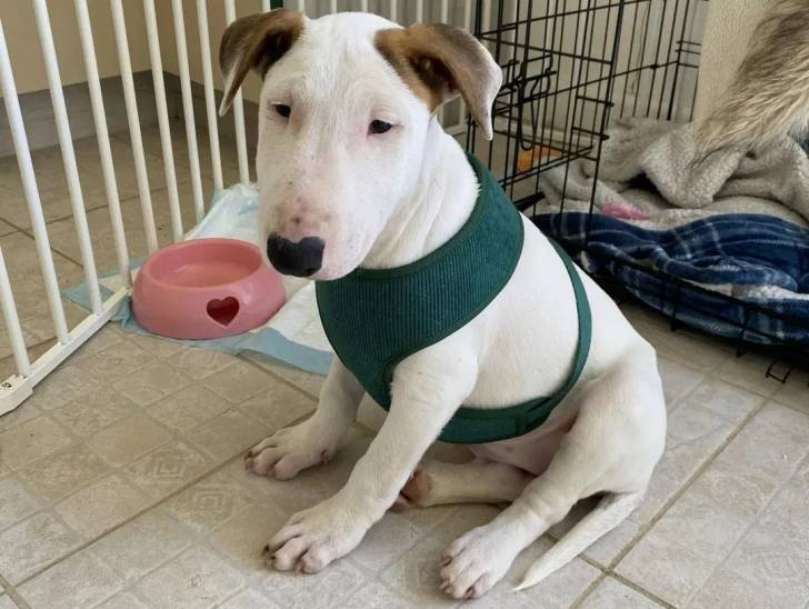 Un English Bulldog Terrier assis sur un sol carrelé et portant un harnais 