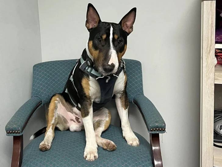 Un English Bulldog Terrier assis sur un fauteuil et portant un harnais 
