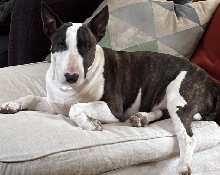 Un English Bulldog Terrier allongé sur un canapé et regardant vers la caméra 