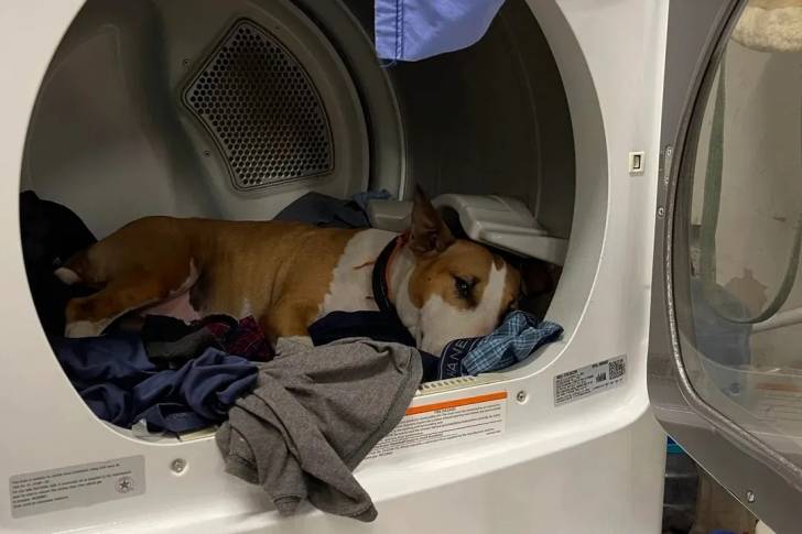Un English Bulldog Terrier allongé dans une machine à laver et portant un collier autour du cou