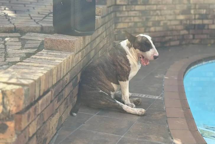 Un English Bulldog Terrier assis devant une piscine et semblant bâiller 