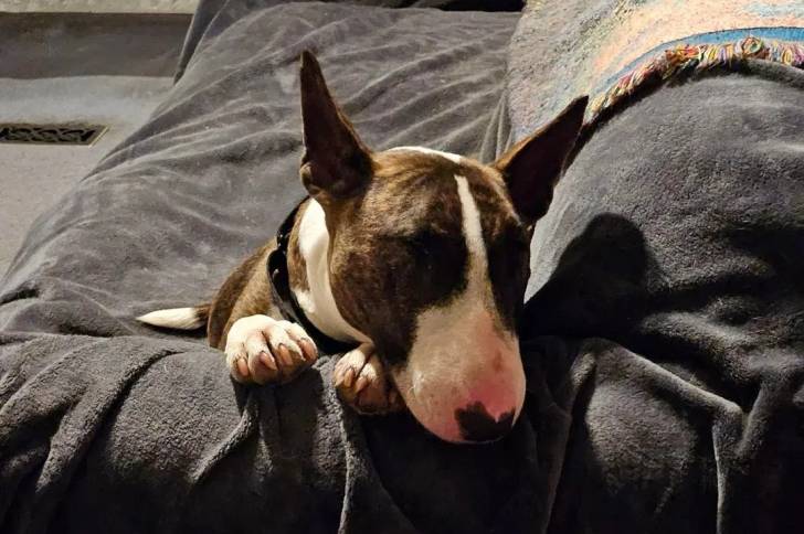 Un English Bulldog Terrier allongé sur un fauteuil et portant un collier autour du cou
