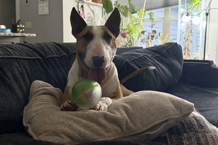 Un English Bulldog Terrier allongé sur un canapé et ayant la langue pendante 