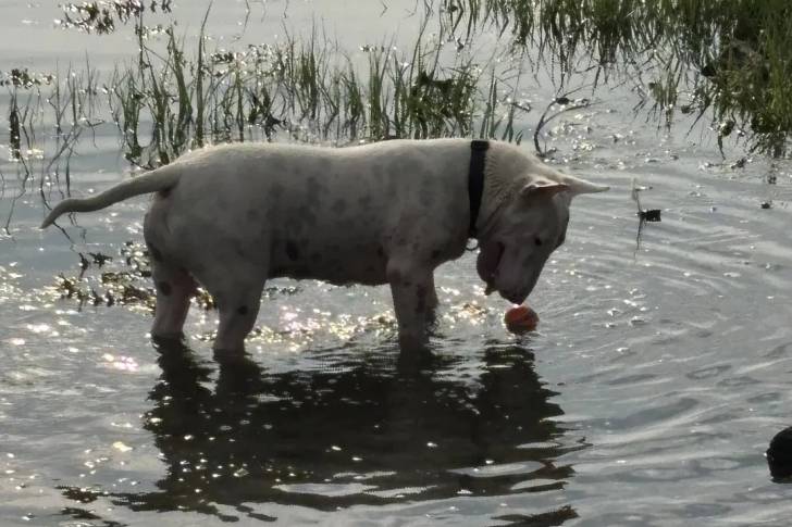 Un English Bulldog Terrier dans l'eau et portant un collier autour du cou