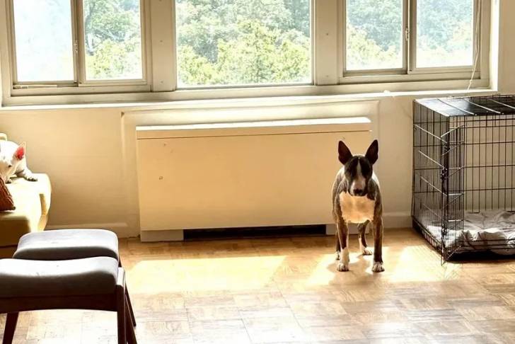 Un English Bulldog Terrier sur un plancher et regardant vers la caméra 