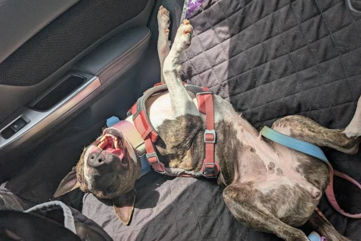 Un English Bulldog Terrier allongé dans une voiture et qui est tenu en laisse