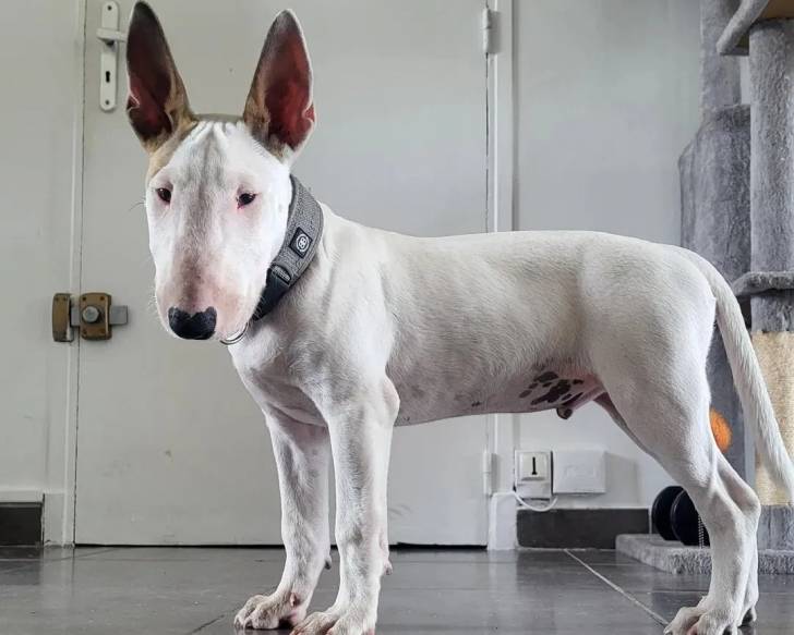 Un English Bulldog Terrier sur un sol carrelé et portant un collier autour du cou