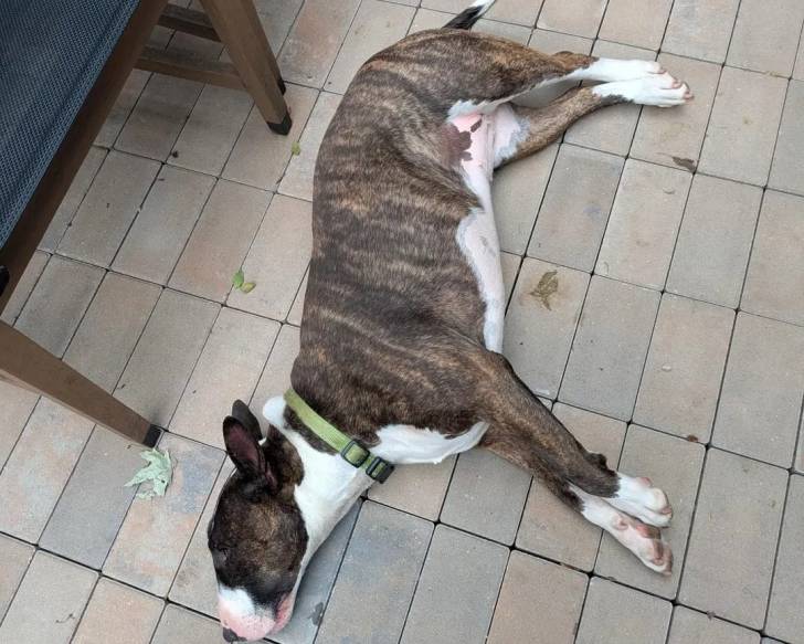 Un English Bulldog Terrier allongé sur un sol pavé et portant un collier autour du cou