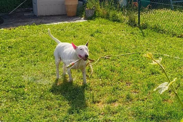 Un English Bulldog Terrier sur une surface herbacée et ayant un tuyau d'arrosage dans sa gueule 
