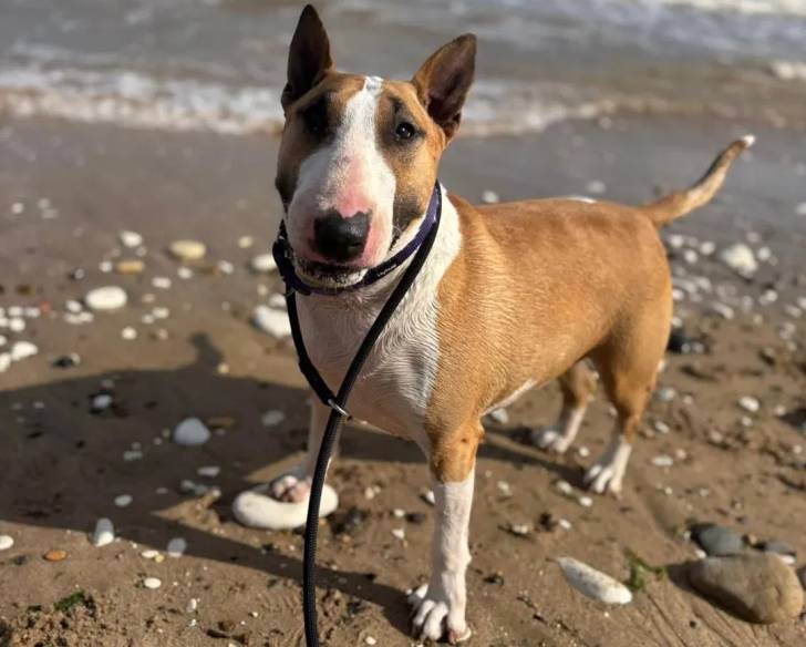 Un English Bulldog Terrier sur une surface sableuse et qui est tenu en laisse 