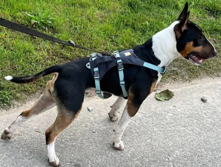 Un English Bulldog Terrier sur une surface bitumée et qui est tenu en laisse 