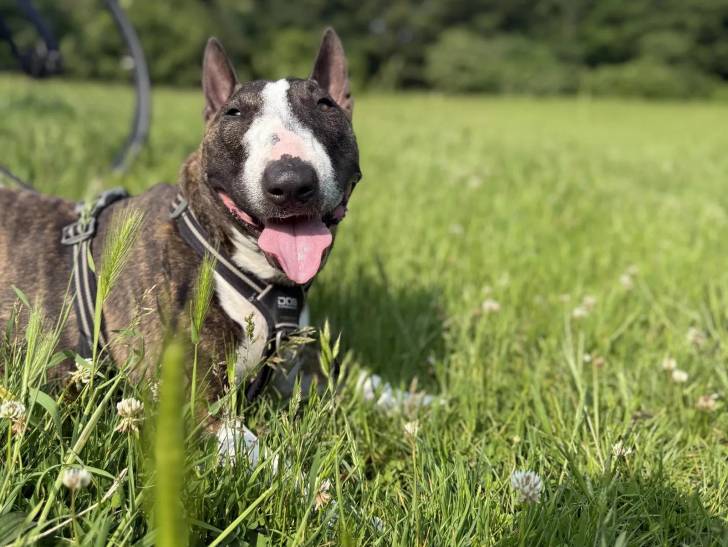 Un English Bulldog Terrier tirant la langue et portant un harnais 