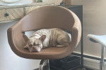 Un American French Bulldog assis dans un fauteuil