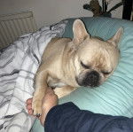 Un American French Bulldog allongé sur un lit