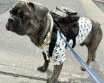 Un American French Bulldog portant un pull-over pour chien et tenu en laisse