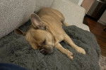 Un American French Bulldog allongé sur un canapé 