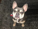 Un American French Bulldog assis sur un tapis