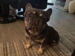 Un American French Bulldog assis sur un natte