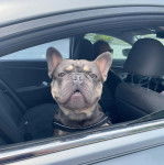 Un American French Bulldog dans un véhicule et regardant vers la caméra
