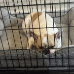 Un American French Bulldog allongé dans une cage