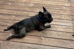 Un American French Bulldog allongé sur un parquet