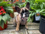 Un American French Bulldog assis sur une table en bois et portant un harnais