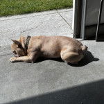 Un American French Bulldog allongé et portant un collier autour du cou