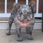 Un American French Bulldog regardant vers la caméra et portant un harnais
