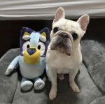 Un American French Bulldog assis sur un panier et regardant vers la caméra