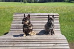 Deux American French Bulldog assis sur une chaise en bois