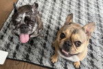 Deux American French Bulldog assis sur un tapis