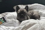 Un American French Bulldog allongé sur un lit