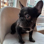 Un American French Bulldog assis sur un fauteuil