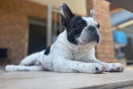 Un American French Bulldog allongé devant une maison