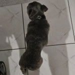 Un American French Bulldog marchant sur un sol carrelé et portant un collier autour du cou