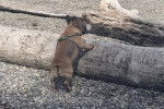 Un American French Bulldog se tenant sur un tronc d'arbre et portant un harnais