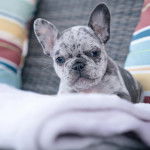 Un American French Bulldog allongé et regardant vers la caméra