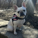 Un American French Bulldog assis et portant un harnais