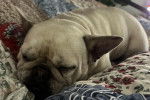 Un American French Bulldog allongé sur un lit