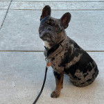 Un American French Bulldog assis et tenu en laisse