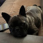 Un American French Bulldog allongé sur un canapé