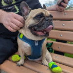Un American French Bulldog assis sur un banc en bois et portant un harnais