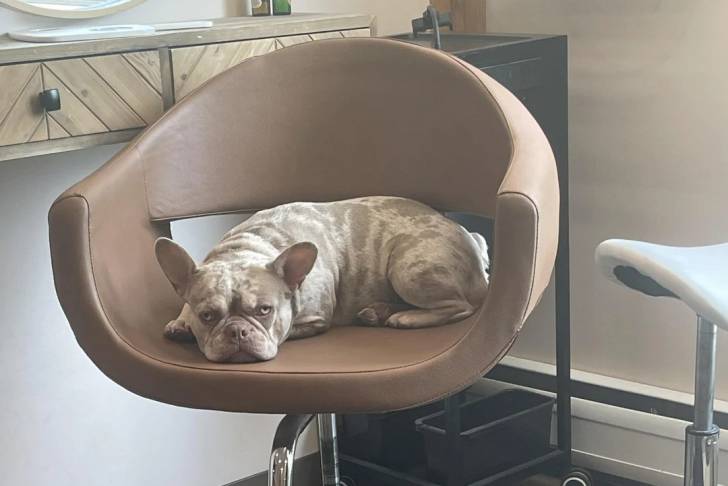 Un American french Bulldog assis dans un fauteuil