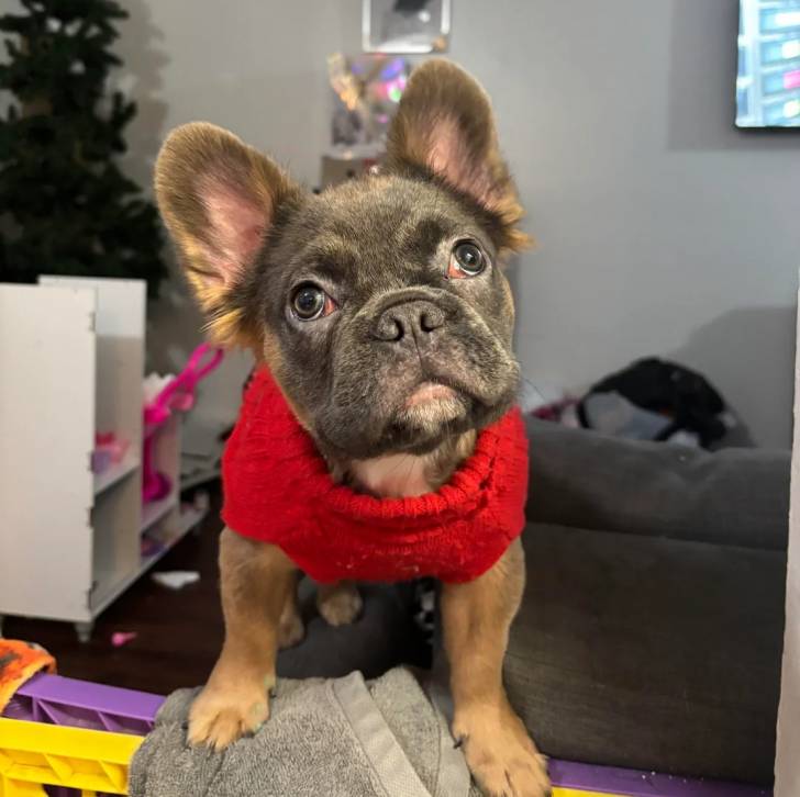 Un American french Bulldog portant un pull-over pour chien et regardant vers la caméra