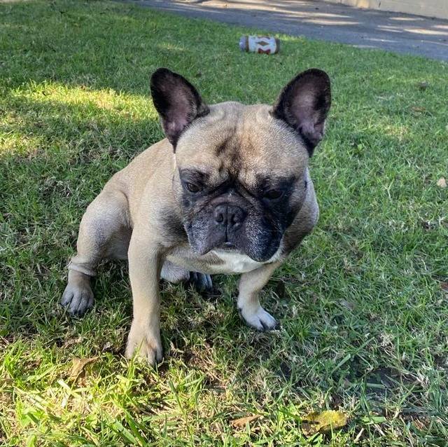 Un American french Bulldog assis sur un terrain herbeux