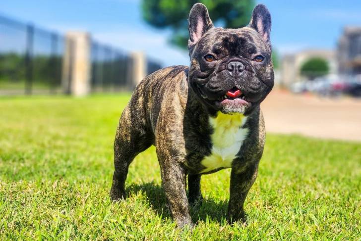 Un American french Bulldog sur un terrain herbeux