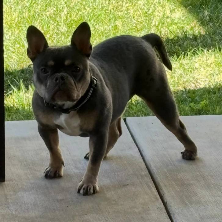 Un American french Bulldog portant un collier autour du cou et regardant vers la caméra
